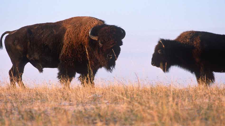 Pray America Great Again Buffalo Pair Enjoying Nebraska Wildlife Refuge