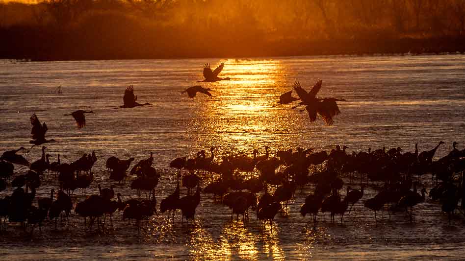 Pray America Great Again Migratory Water Fowl On Their Way North Grand Island Nebraska